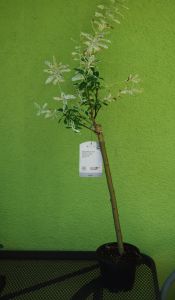 Wierzba japońska całolistna (Salix integra) Hakuro Nishiki