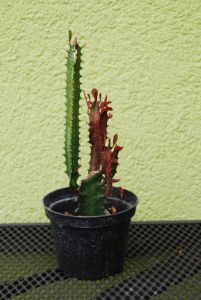 WILCZOMLECZ TRÓJZĘBOWY  Euphorbia trigona rubra