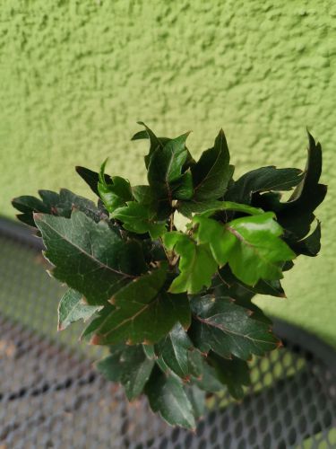 Dizygotheca elegantissima, Schefflera elegantissima  GEMINI MINI