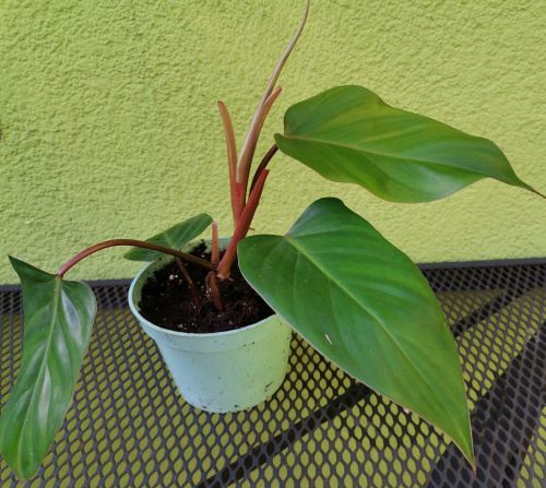 PHILODENDRON RED EMERALD