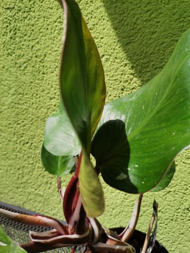 PHILODENDRON WHITE KNIGHT