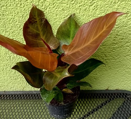 PHILODENDRON RED