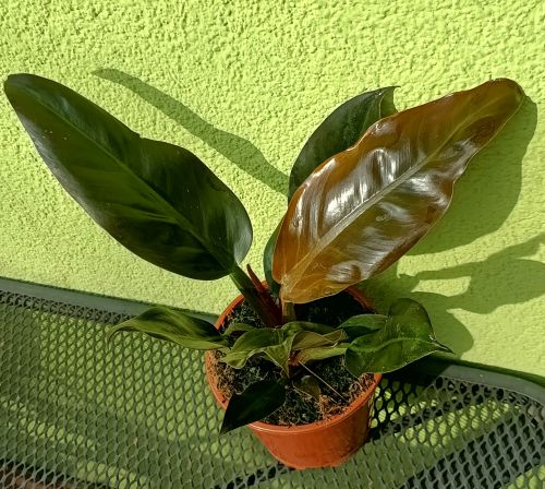PHILODENDRON IMPERIAL RED