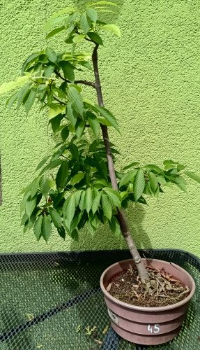 Klon grabolistny Acer carpinifolium NR 45
