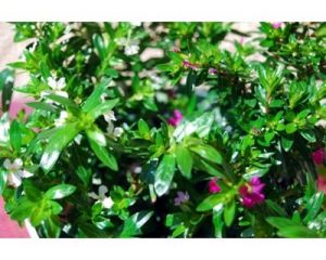 Kufea hyzopolistna (Cuphea hyssopifolia)