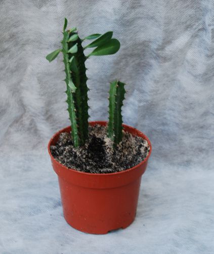 WILCZOMLECZ TRÓJZĘBOWY ZIELONY Euphorbia trigona