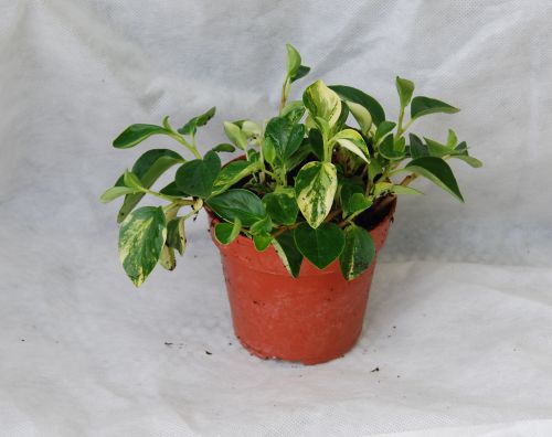 Peperomia glabella variegata