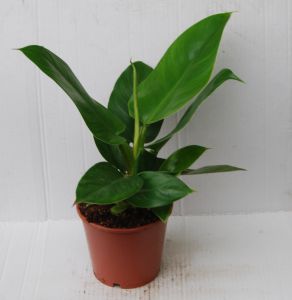 PHILODENDRON IMPERIAL GREEN