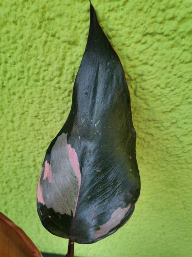 PHILODENDRON PRINCESS PINK