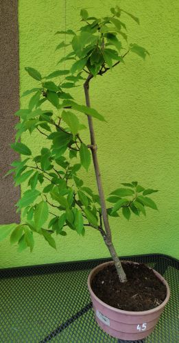 Klon grabolistny Acer carpinifolium NR 45