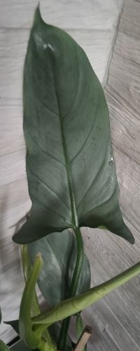 PHILODENDRON SILVER QUEEN