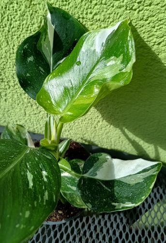 PHILODENDRON WHITE WIZARD