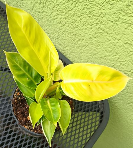 PHILODENDRON LIME