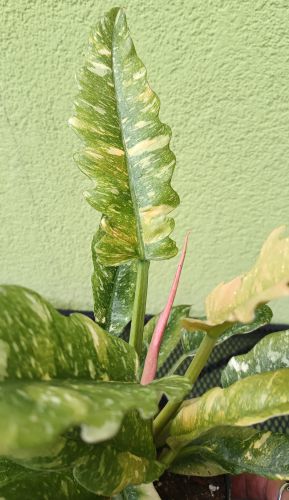 PHILODENDRON NARROW RING OF FIRE