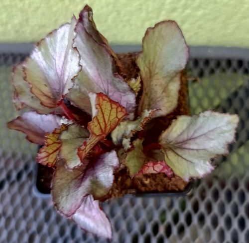 BEGONIA BELEAF MAORI HAZE SADZONKA