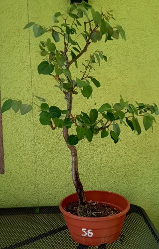 Grujecznik japoński - Cercidiphyllum japonicum nr 56