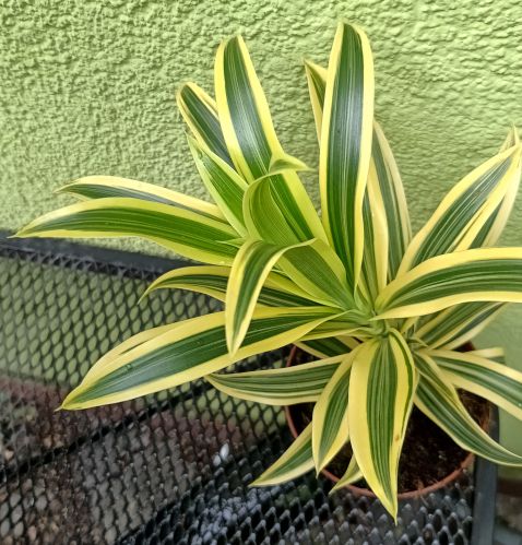 DRACENA REFLEXA ODWRÓCONA