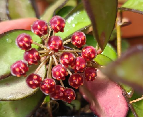 HOJA HOYA WAYETII sadzonka